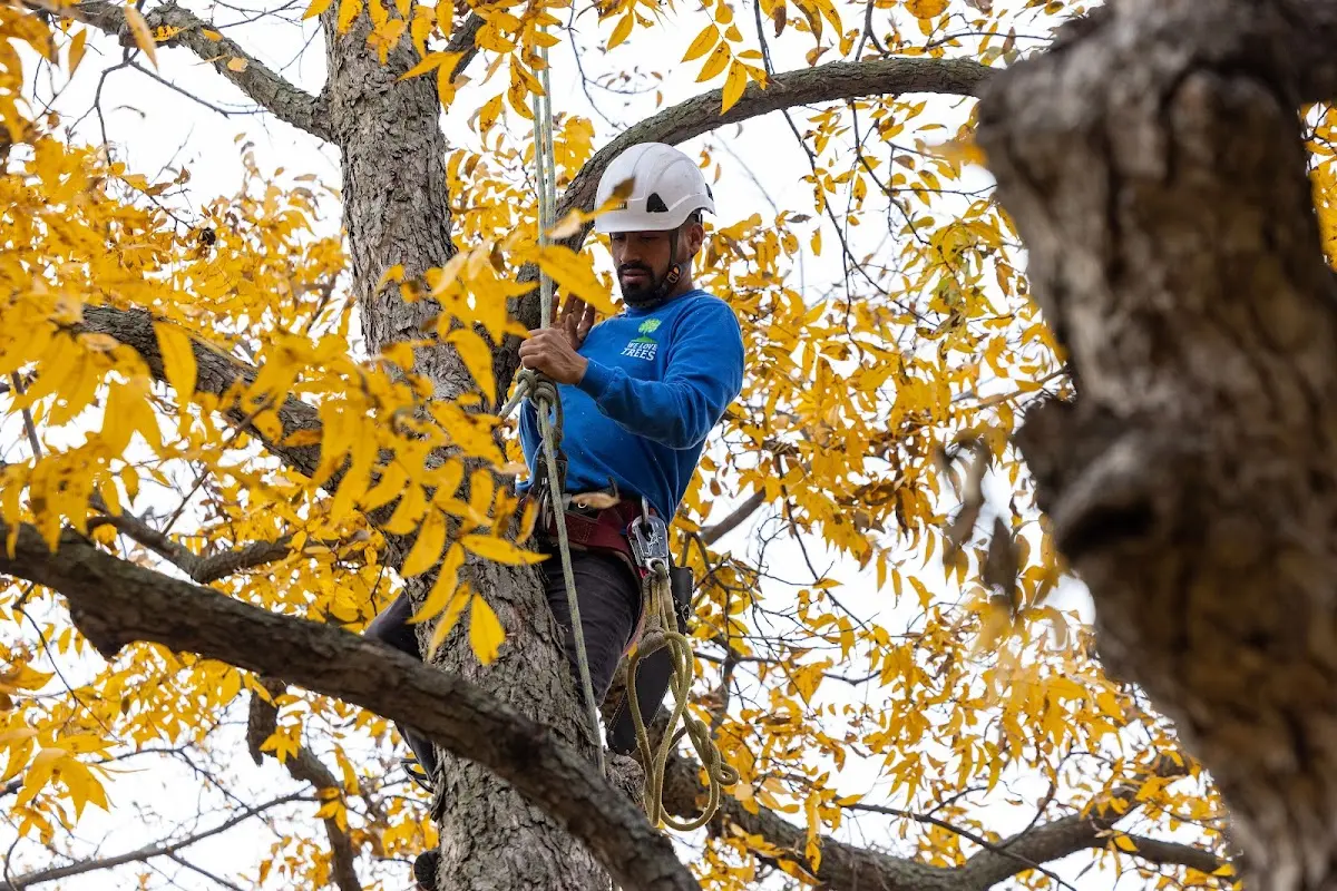 Skilled Tree Planing crew working in Bechtelsville